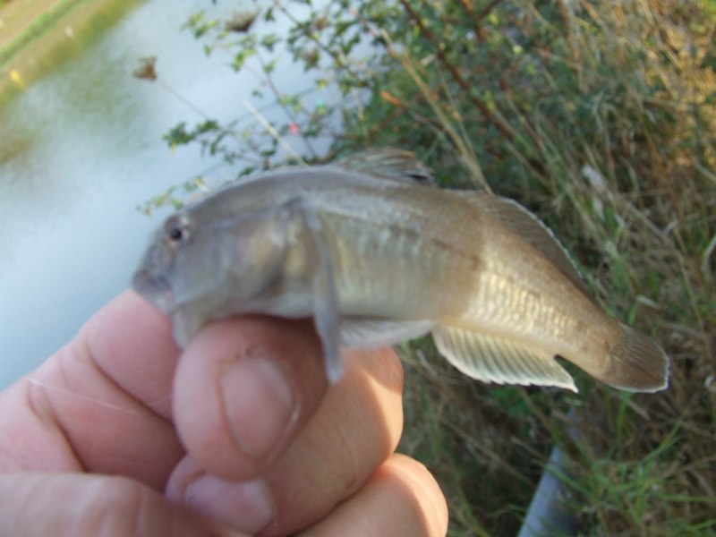Herbstfischen 2009 (10)