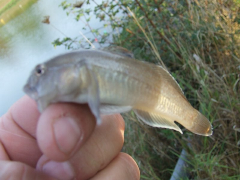Herbstfischen 2009 (11)