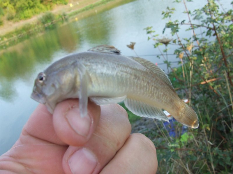 Herbstfischen 2009 (13)